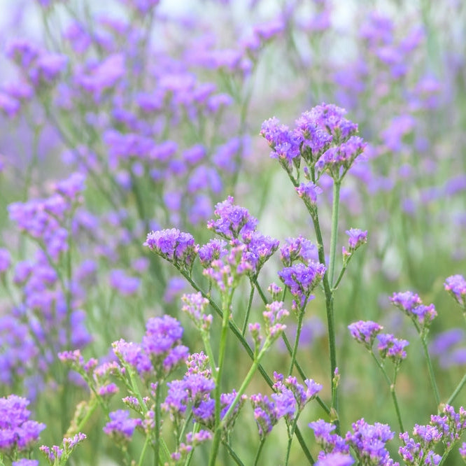 Risp ´Qis Lavender´