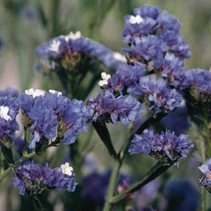 Risp ´Qis Pale Blue´