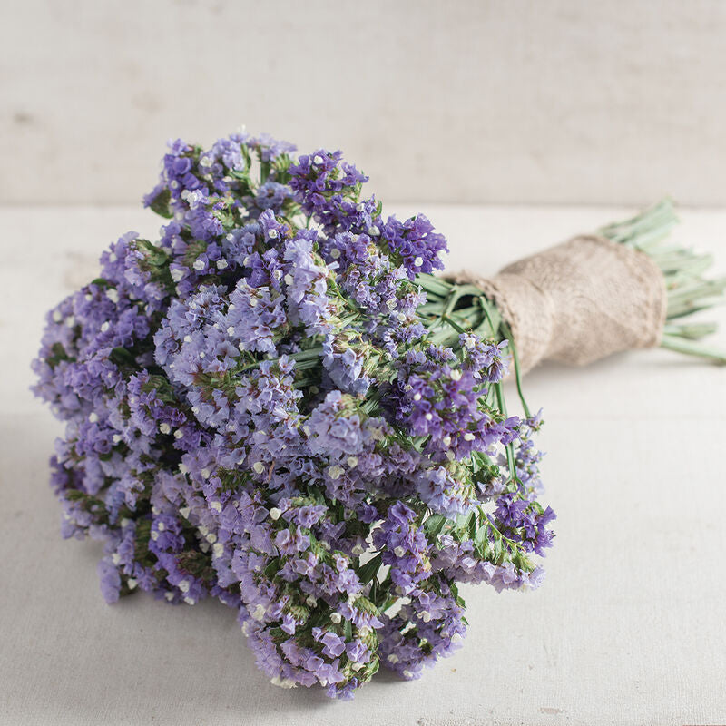 Risp ´Seeker Pastel Blue´