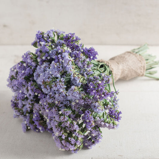 Risp ´Seeker Pastel Blue´