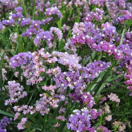 Risp ´Qis Soft Pastel Shades´