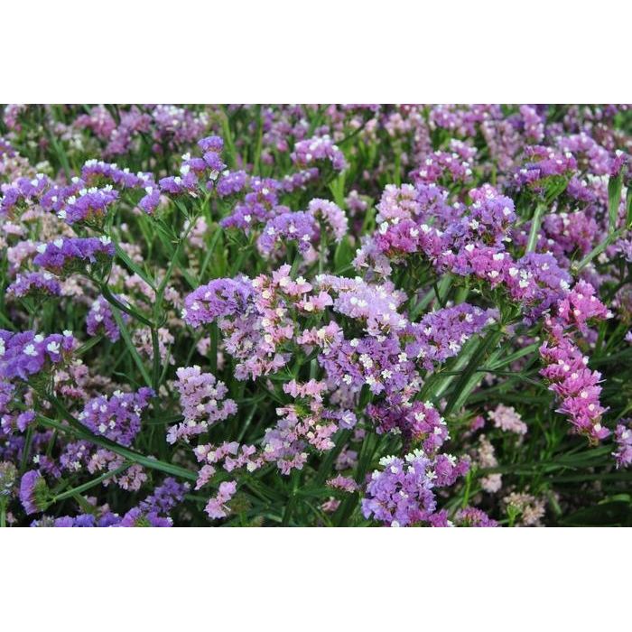 Risp ´Qis Soft Pastel Shades´