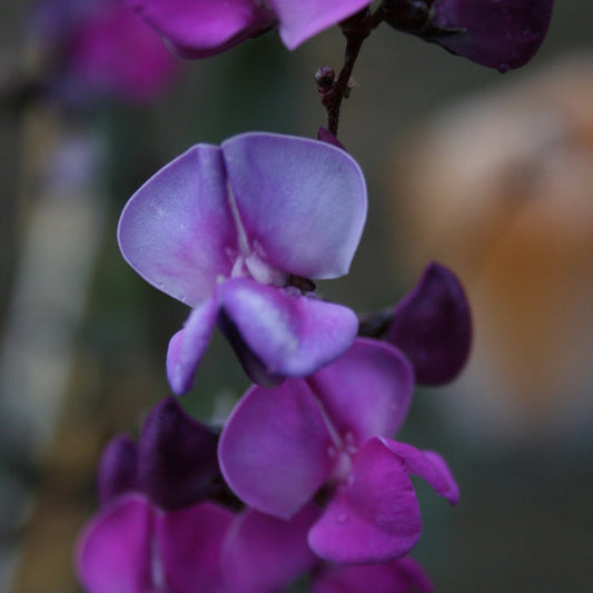 Rödbladig hjälmböna ´Ruby Moon´