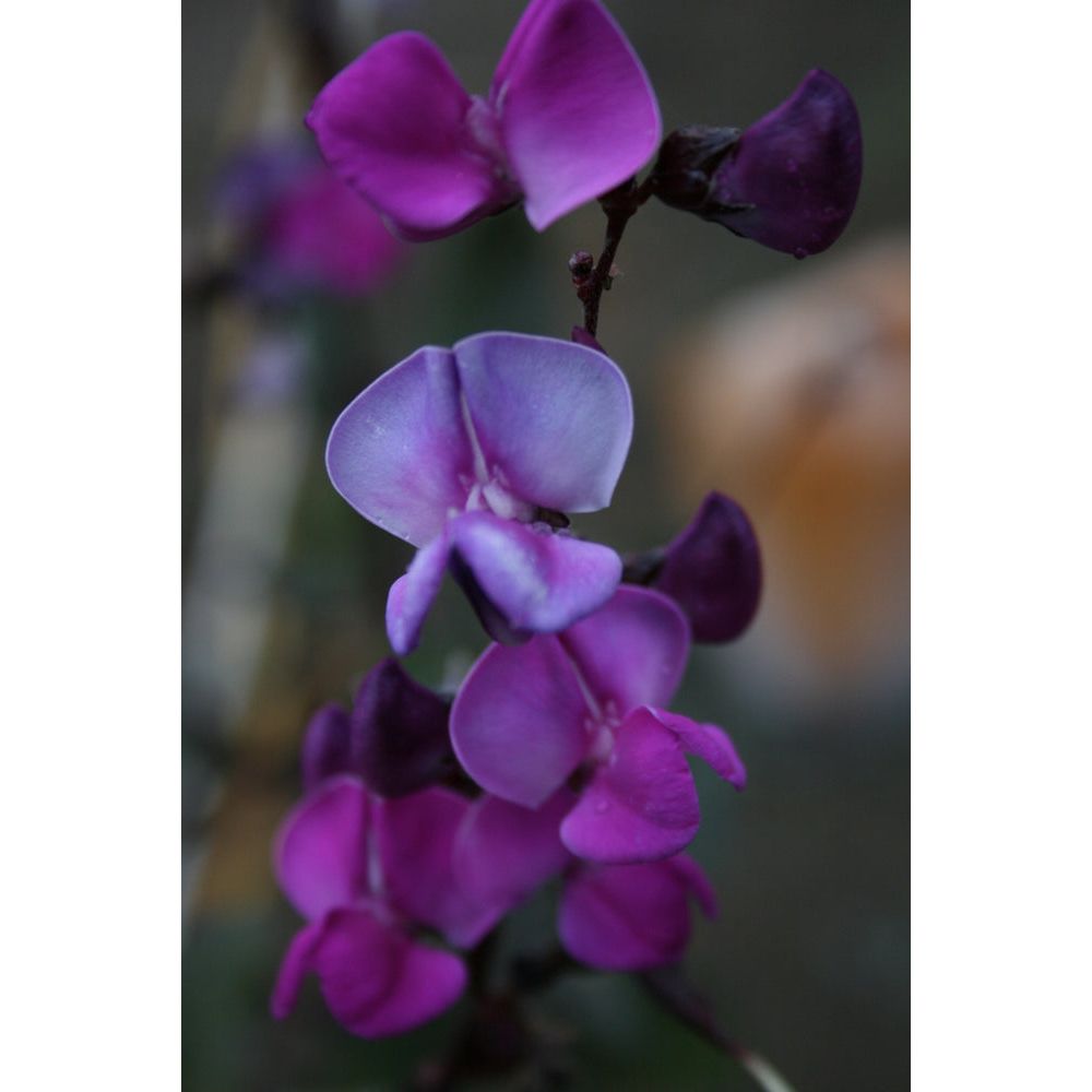 Rödbladig hjälmböna ´Ruby Moon´