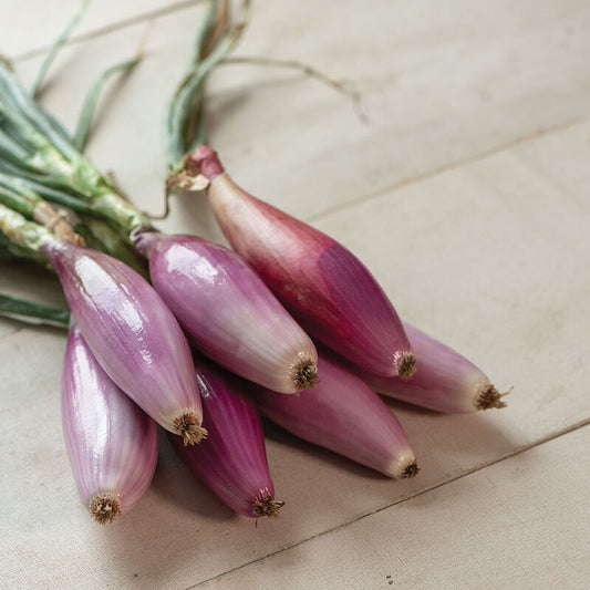 Rödlök ´Red Long of Florence´