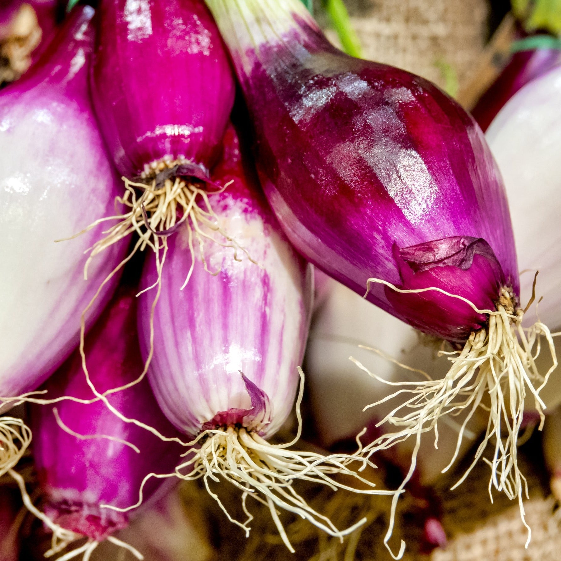Rödlök ´Rossa Lunga di Tropea´- Köp frön till rödlök hos Soil & Seeds!
