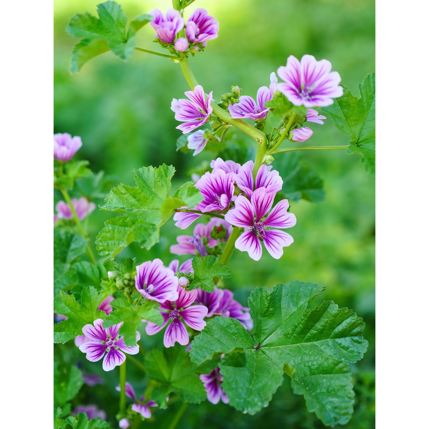 Rödmalva ´Zebrina´