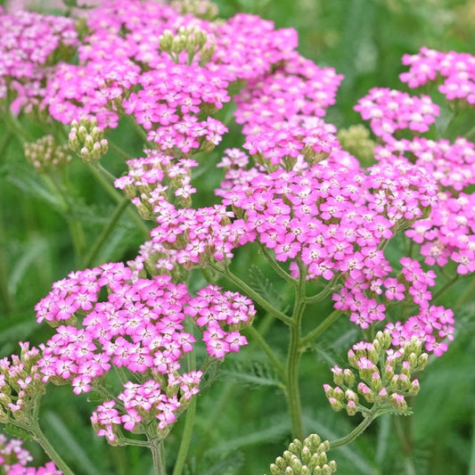 Röllika ´Cerise Queen´