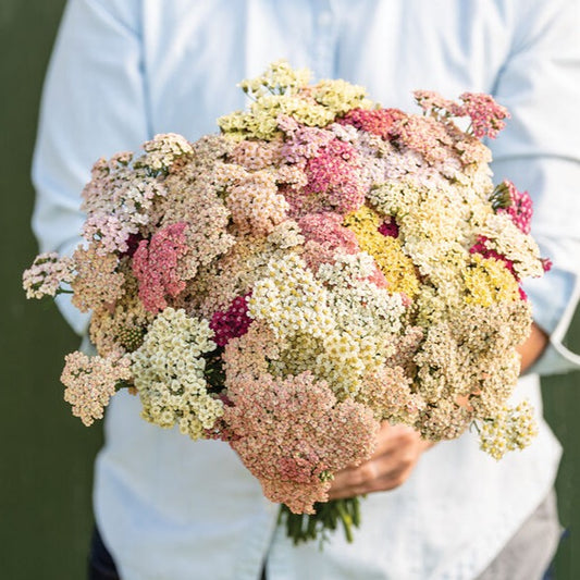 Röllika ´Favourite Berries´