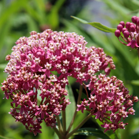 Rosensidenört ´Soulmate´