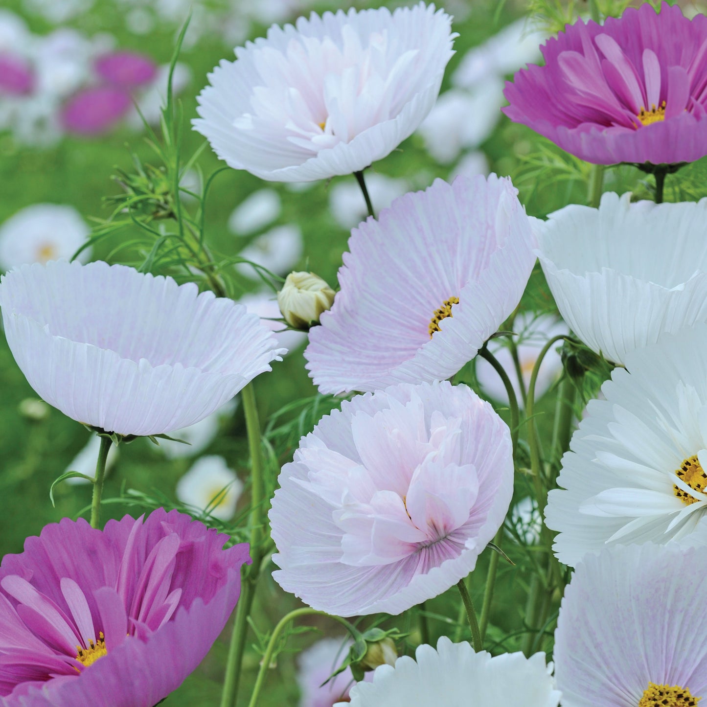 Rosenskära ´Cupcakes Mix´