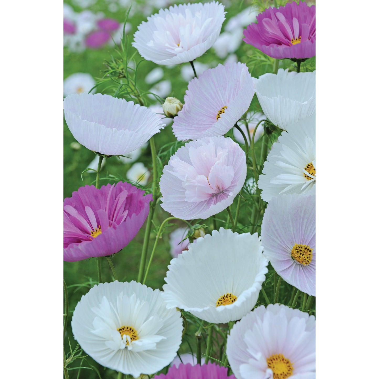 Rosenskära ´Cupcakes Mix´