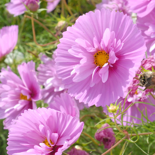 Rosenskära ´Cupcakes Sakura´