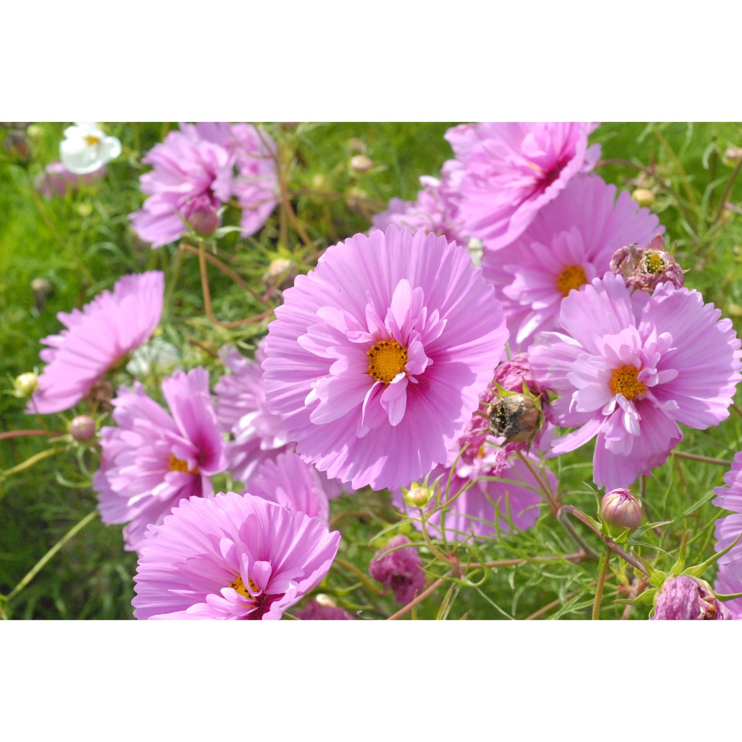 Rosenskära ´Cupcakes Sakura´