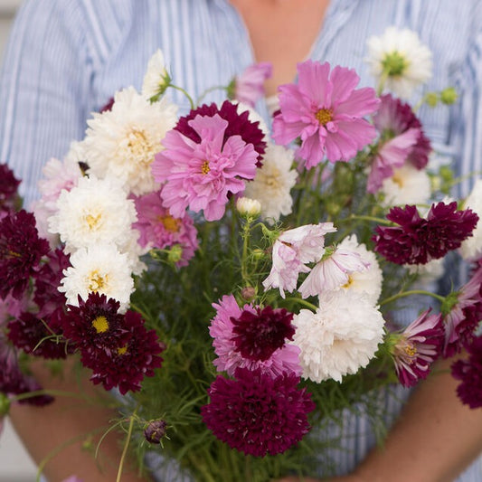 Rosenskära ´Double Click Mix´