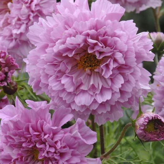 Rosenskära ´Double Click Rose Bonbon´