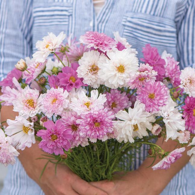 Rosenskära ´Double Click Bicolor Pink´