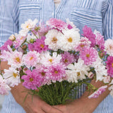Rosenskära ´Double Click Bicolor Pink´