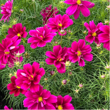 Rosenskära ´Fandango´