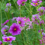 Rosenskära ´Fizzy Pink Dark Centre´