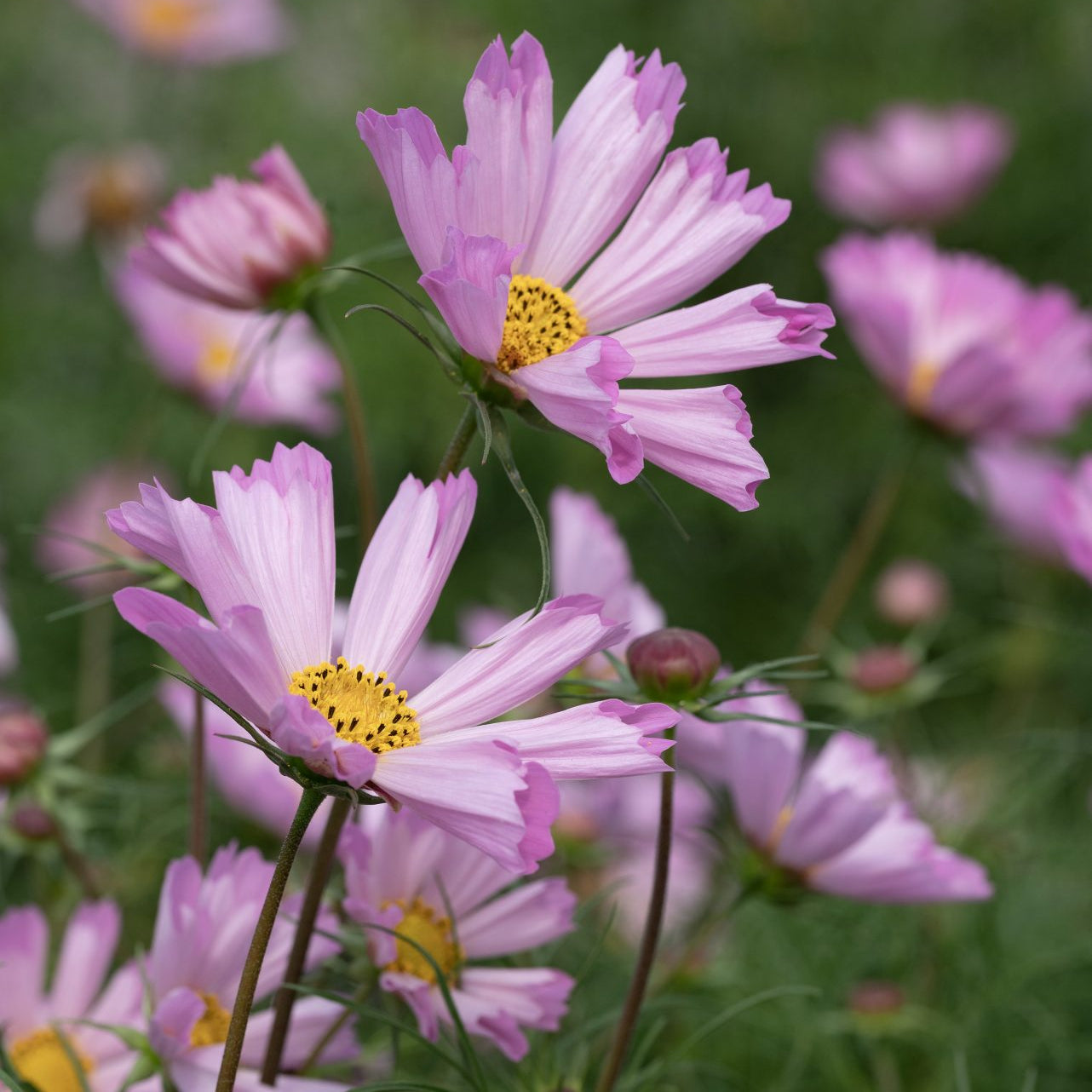 Rosenskära ´Pinwheel Pink´