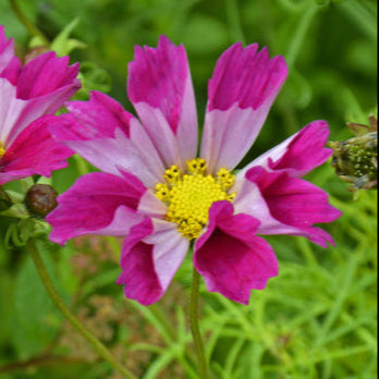 Rosenskära ´Sea Shells Red´