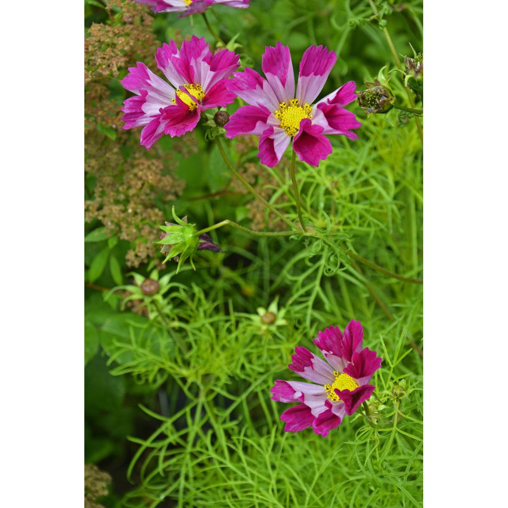 Rosenskära ´Sea Shells Red´