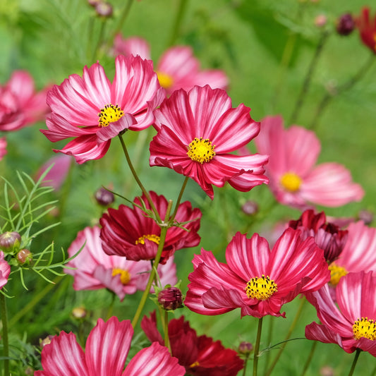 Rosenskära ´Velouette´