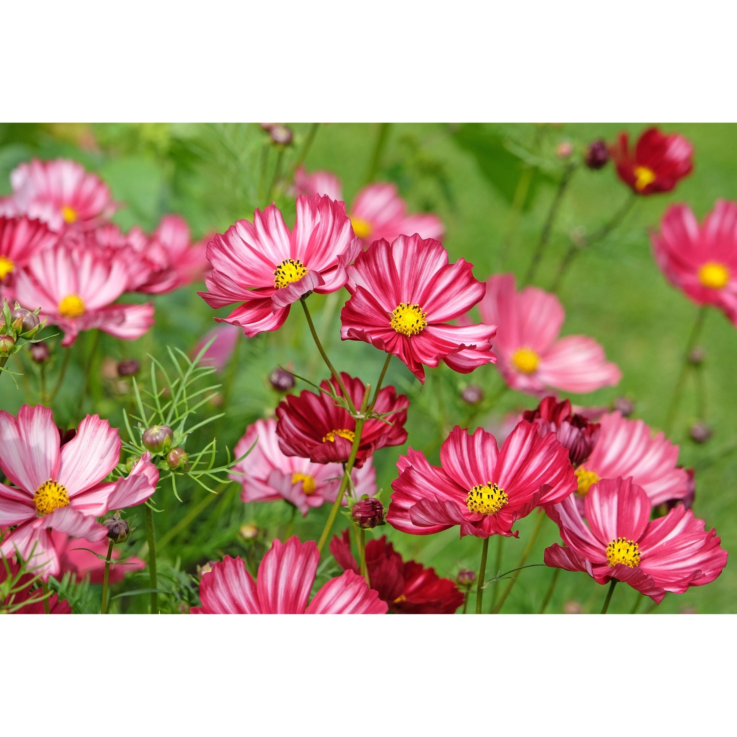 Rosenskära ´Velouette´