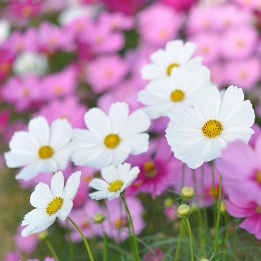 Rosenskära ´Versailles White´