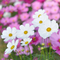 Rosenskära ´Versailles White´