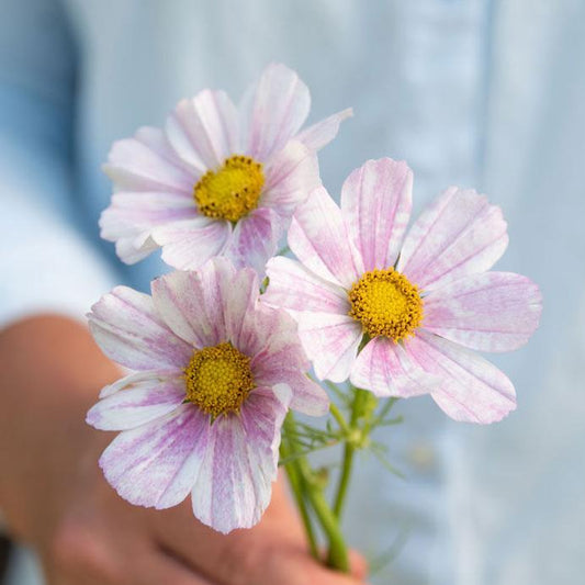Rosenskära ´Versailles Flush´
