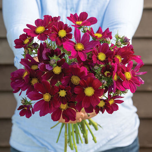 Rosenskära ´Versailles Red´