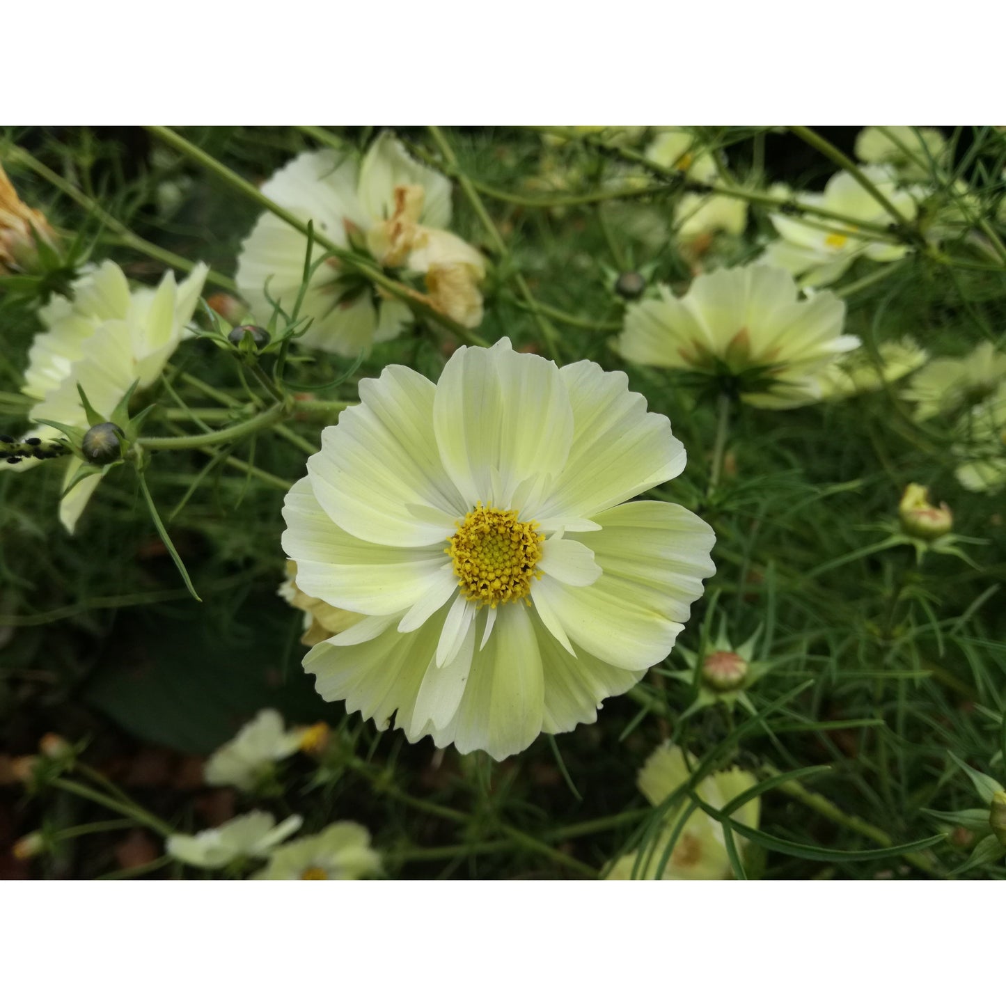 Rosenskära ´Xanthos´