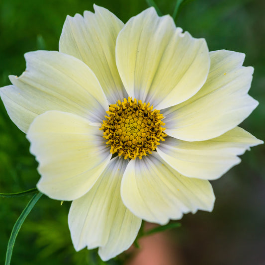 Rosenskära ´Xanthos´