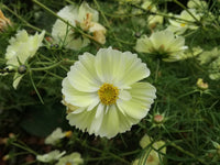 Rosenskära ´Xanthos´