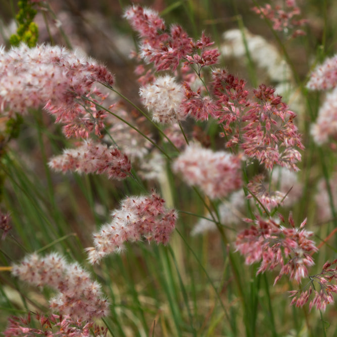 Rubingräs ´Karoo Queen´