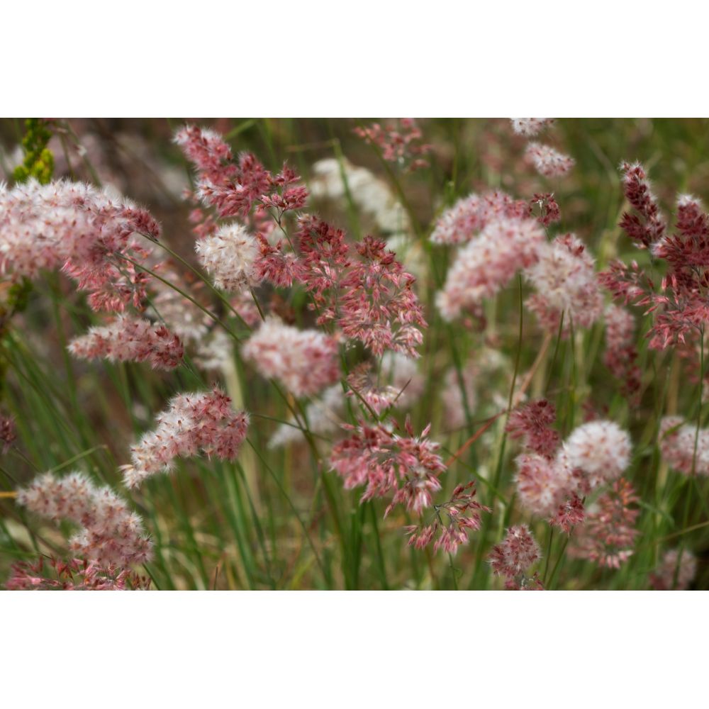 Rubingräs ´Karoo Queen´