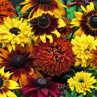 Sommarrudbeckia ´All Sorts Mixed’
