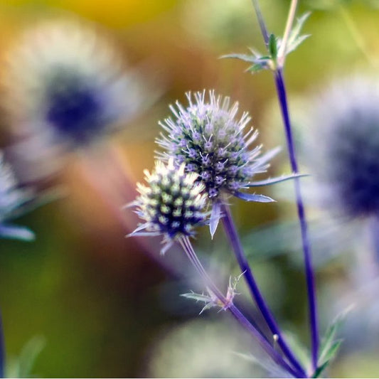 Rysk Martorn ´Blue Glitter´