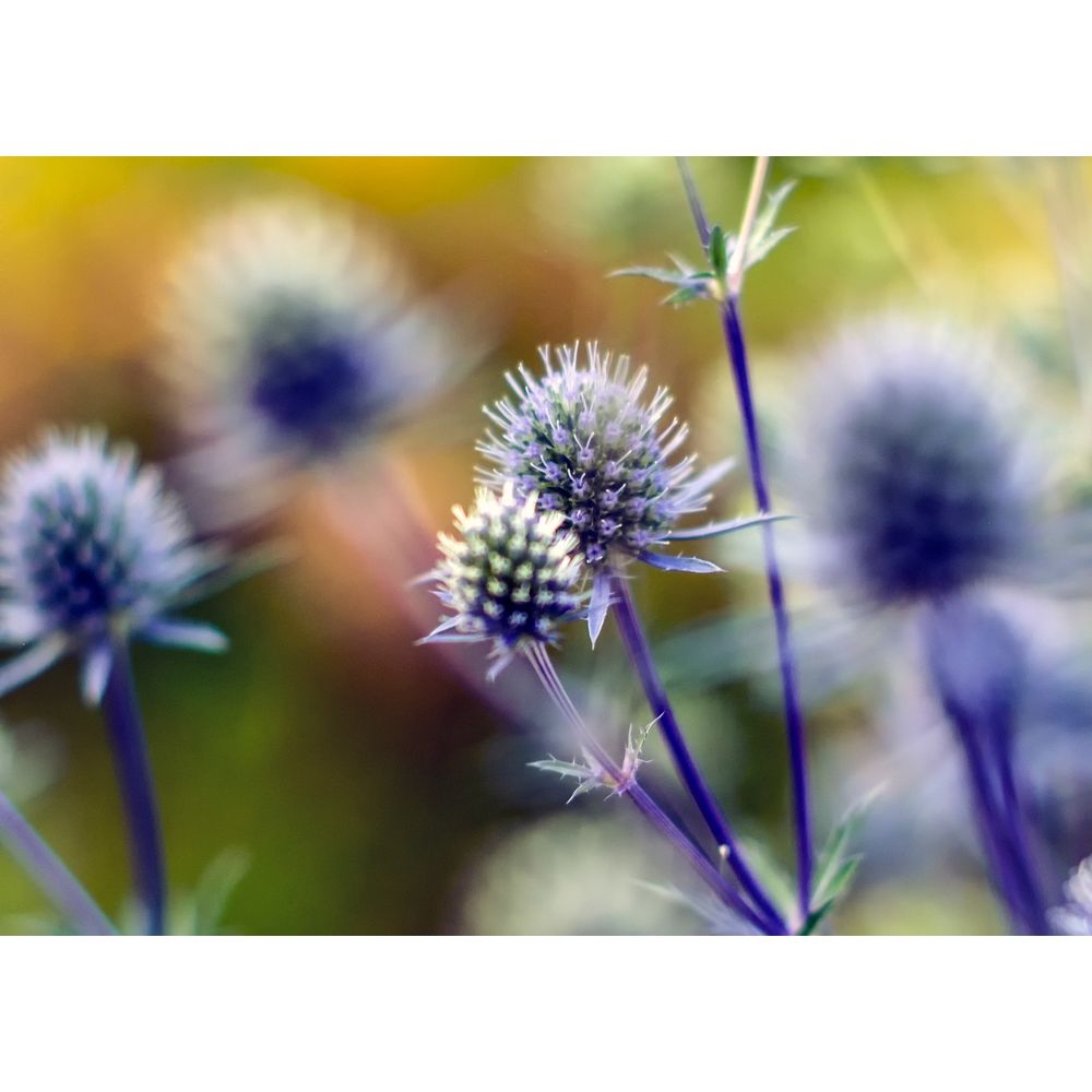 Rysk Martorn ´Blue Glitter´