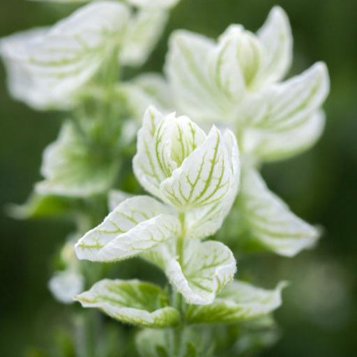 Broksalvia ´White Swan´