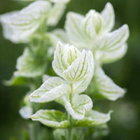 Broksalvia ´White Swan´