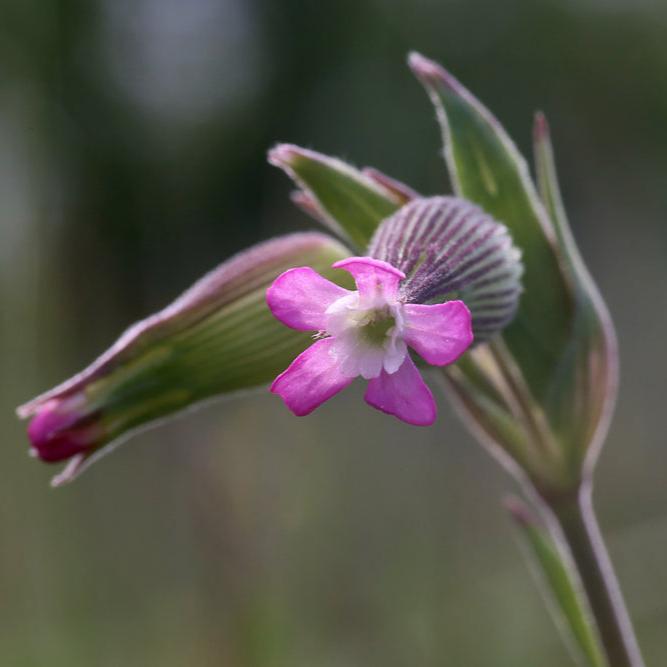 Sandglim ´Balletje Balletje´