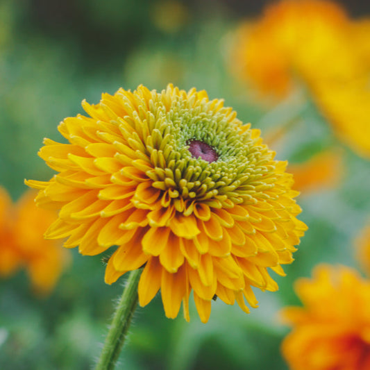 Sommarrudbeckia ´Maya’