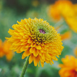 Sommarrudbeckia ´Maya’