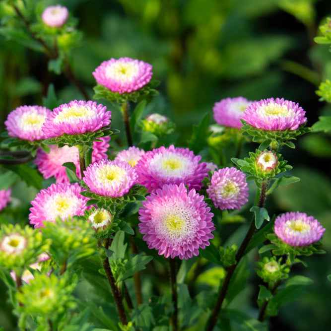 Sommaraster ´Matsumoto Pink Tipped White´