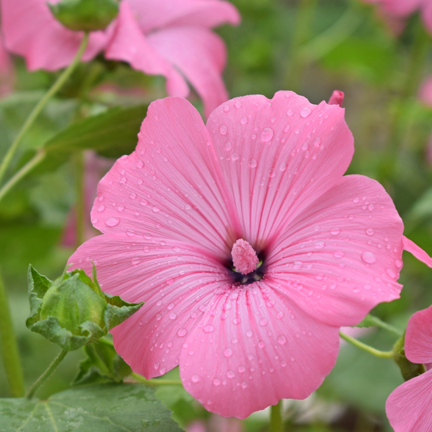 Sommarmalva ´Silver Cup´