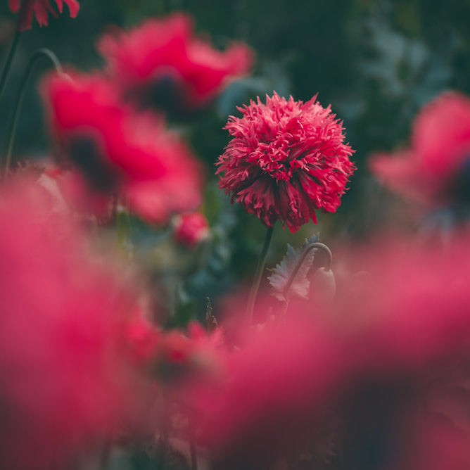 Fjädervallmo ´Crimson Feathers´