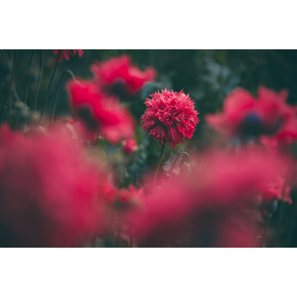 Fjädervallmo ´Crimson Feathers´